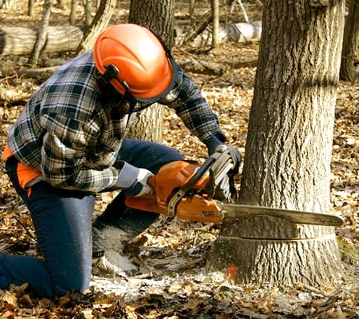 Tree Removal in Mount Nebo, WV